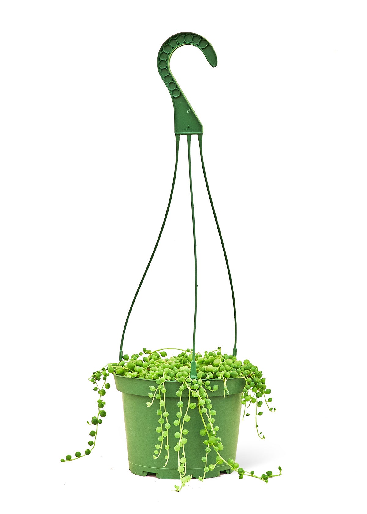 String of Pearls, Medium 6" Pot