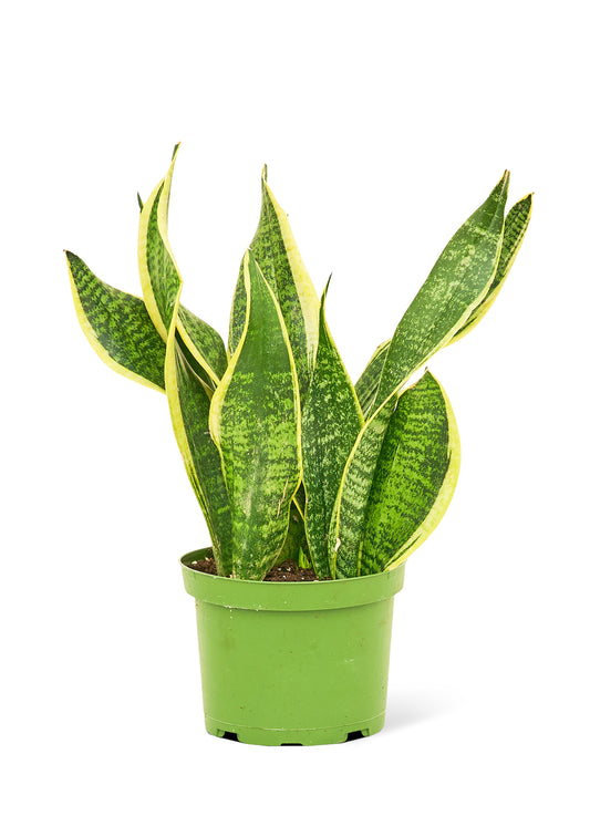 Snake Plant 'Laurentii', Medium 6" Pot