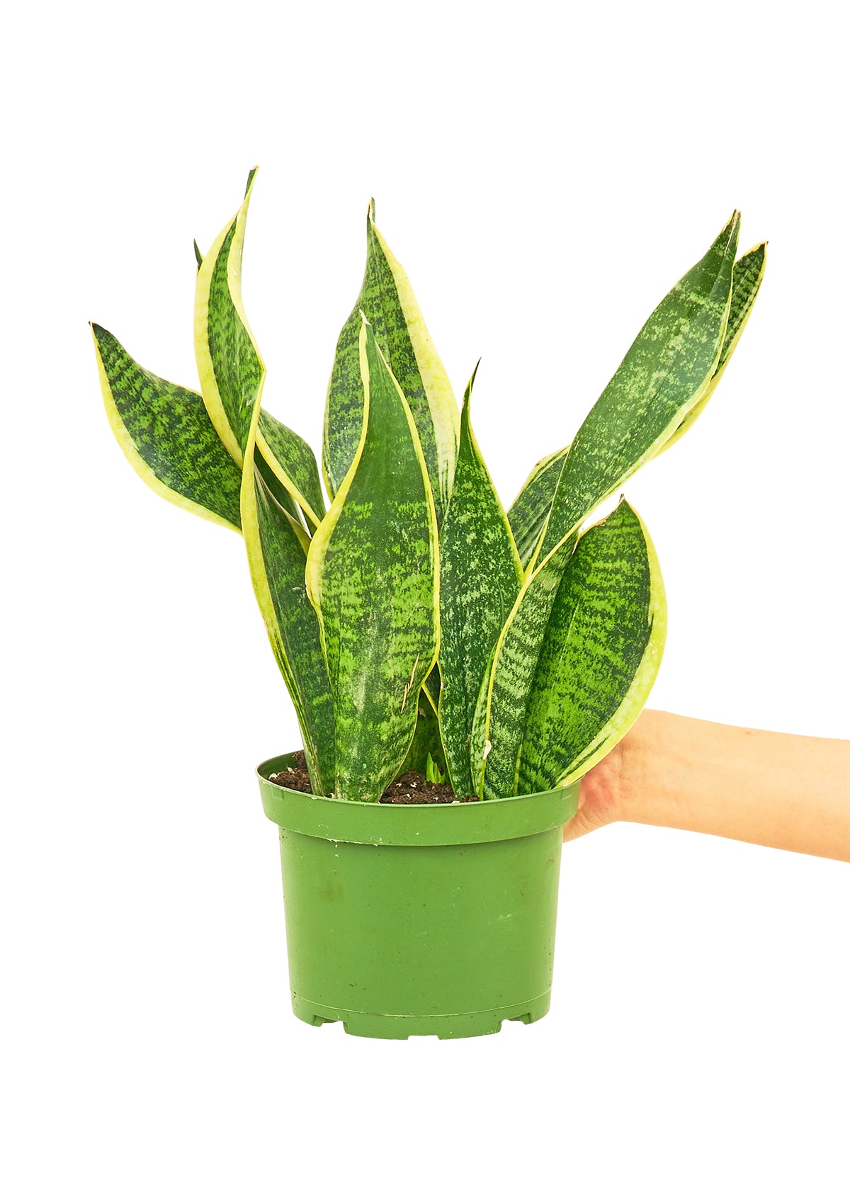 Snake Plant 'Laurentii', Medium 6" Pot