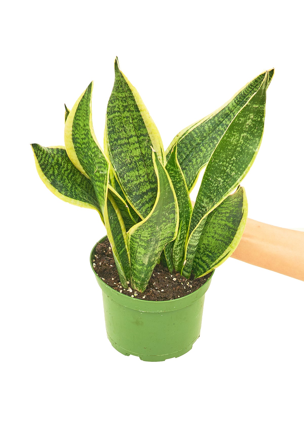 Snake Plant 'Laurentii', Medium 6" Pot