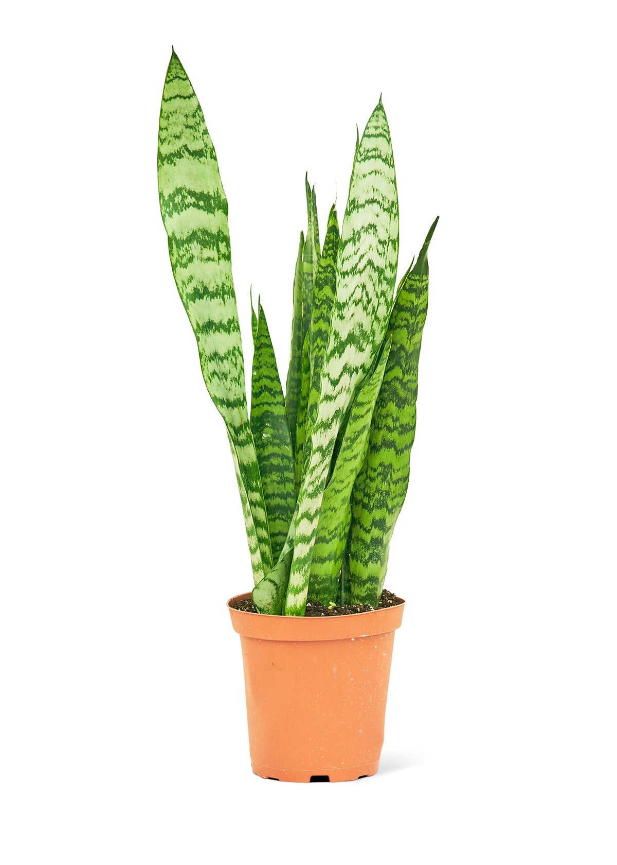 Snake Plant 'Zeylanica', Medium 6" Pot