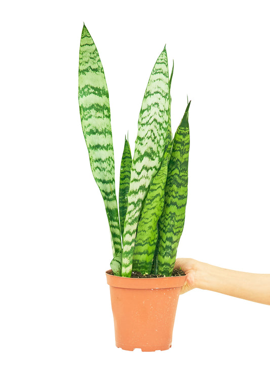 Snake Plant 'Zeylanica', Medium 6" Pot