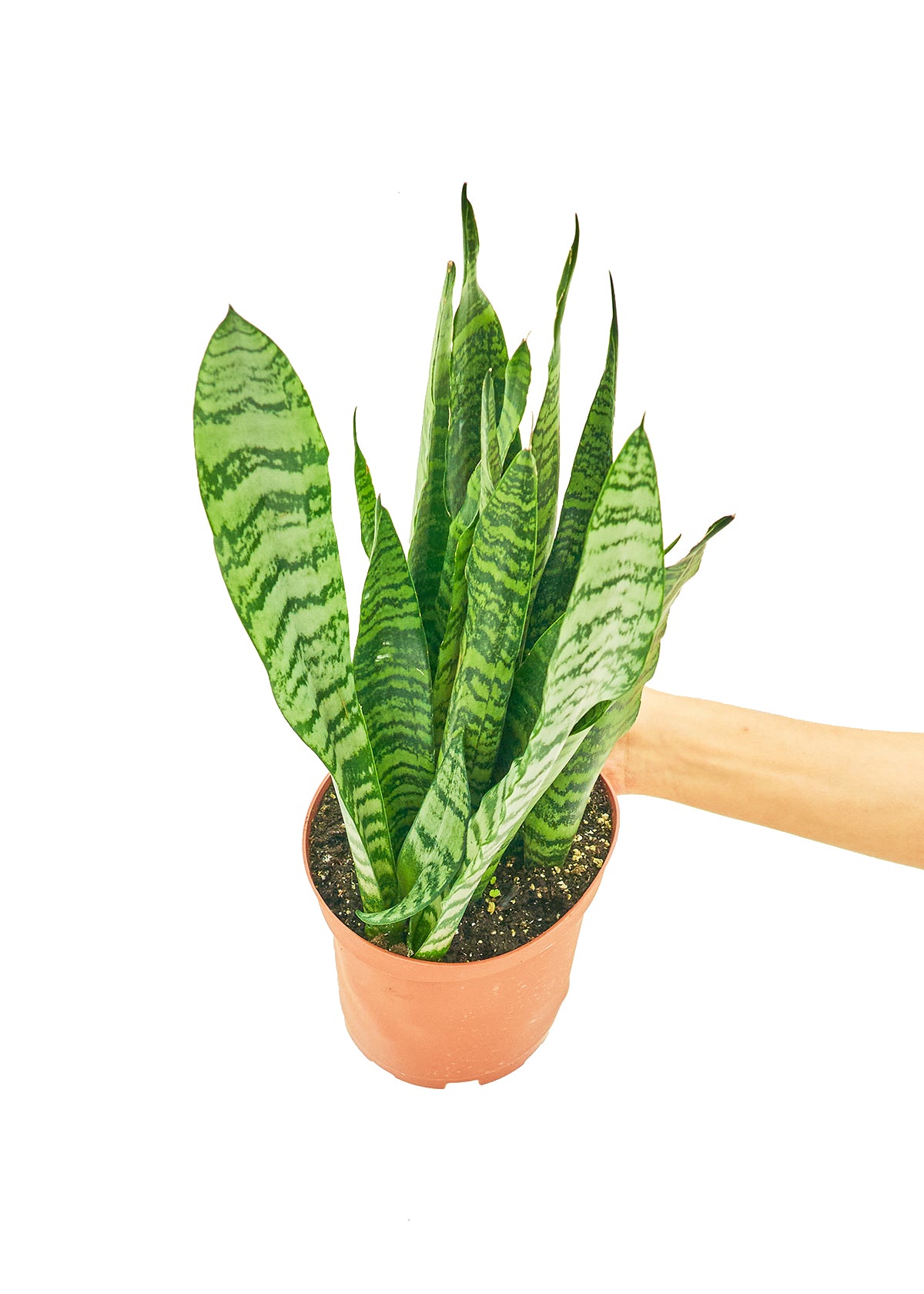 Snake Plant 'Zeylanica', Medium 6" Pot