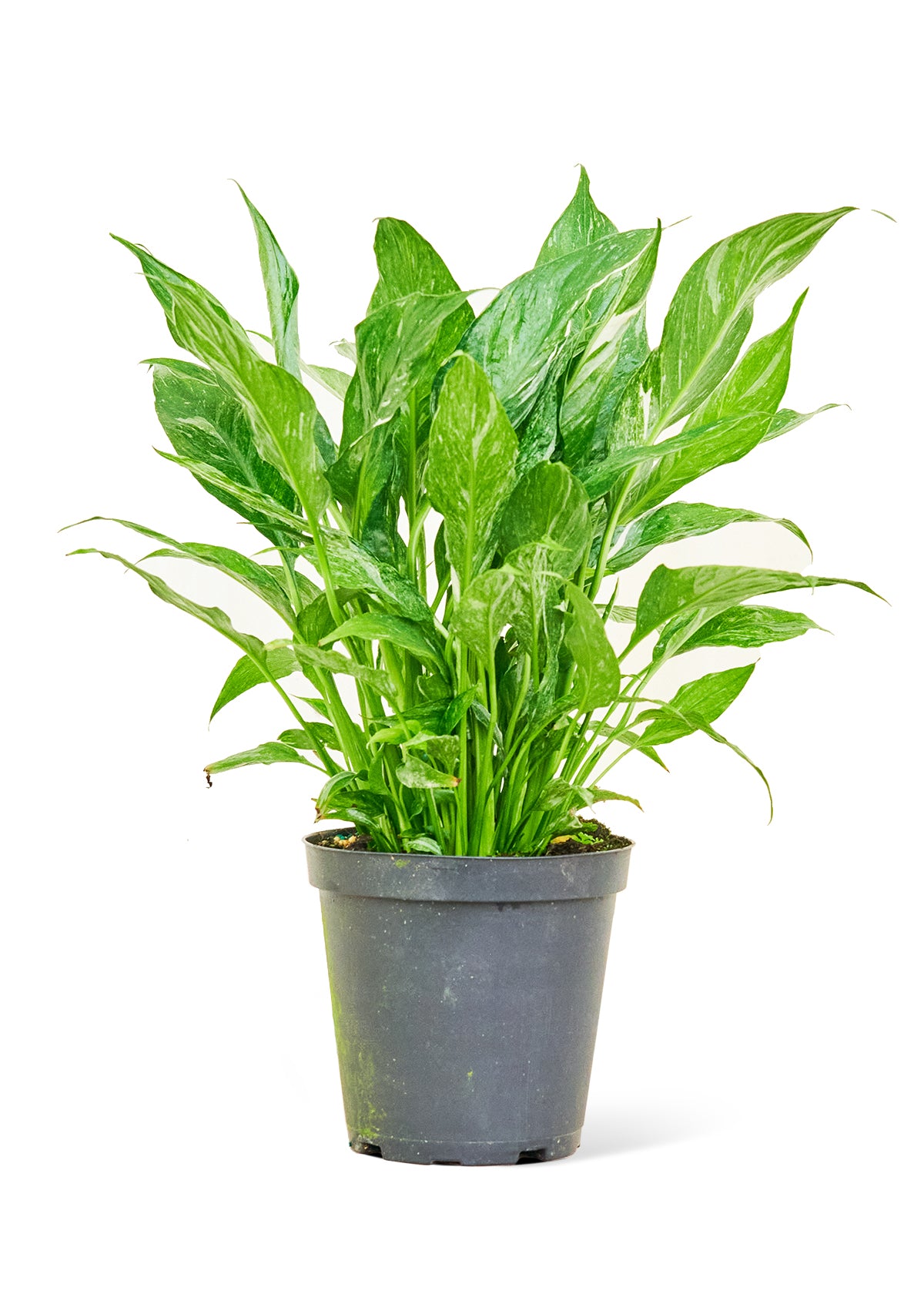 Variegated Peace Lily, Medium 6" Pot