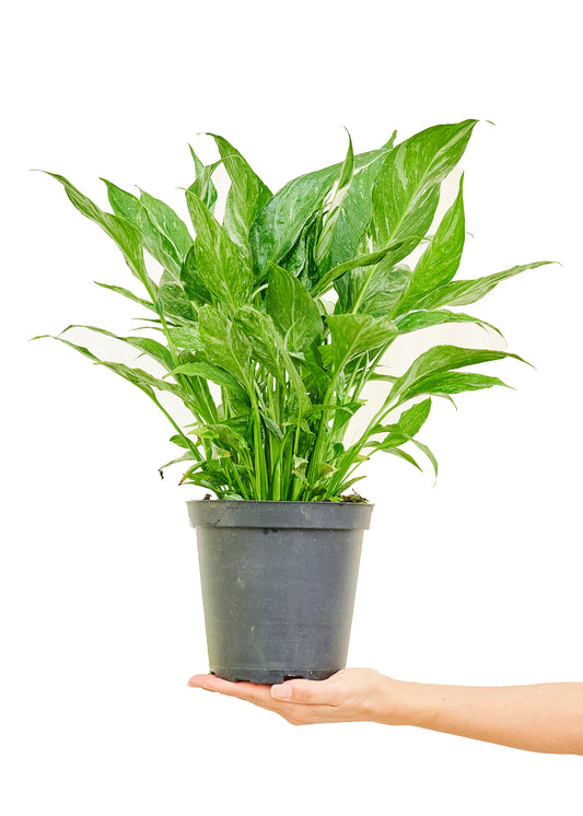 Variegated Peace Lily, Medium 6" Pot