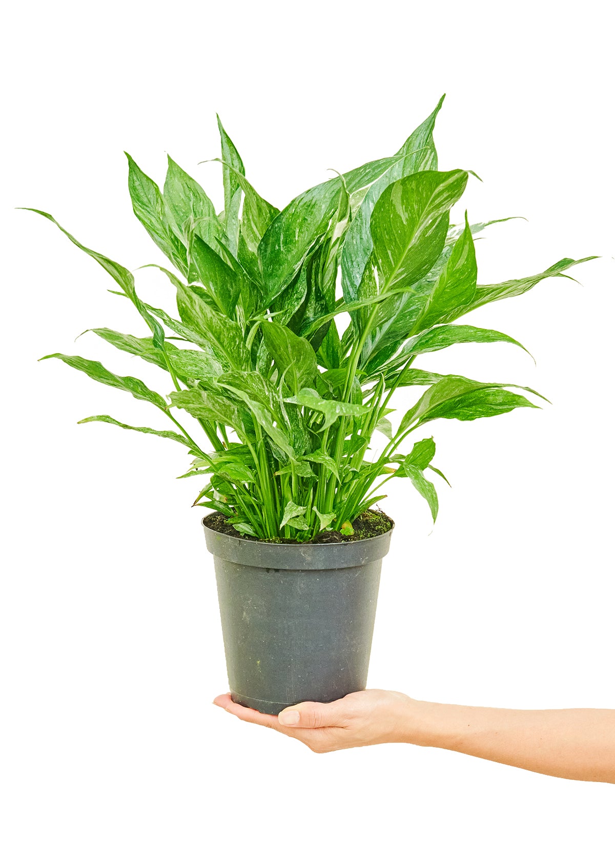 Variegated Peace Lily, Medium 6" Pot