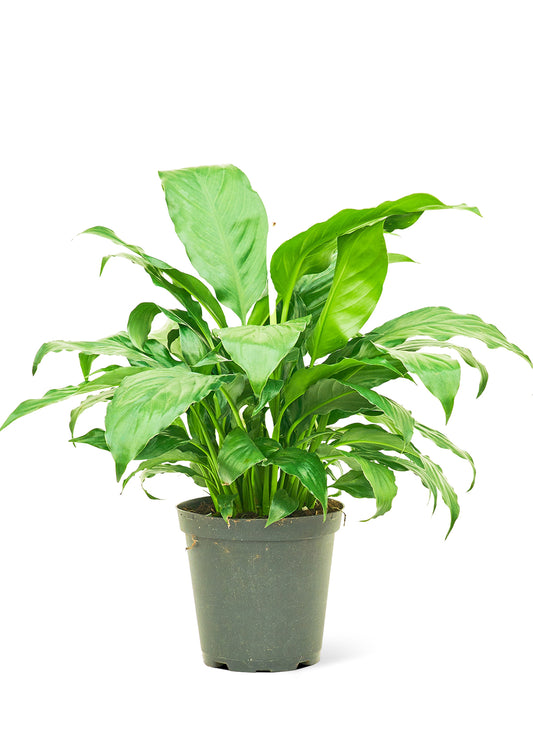 Peace Lily, Medium 6" Pot