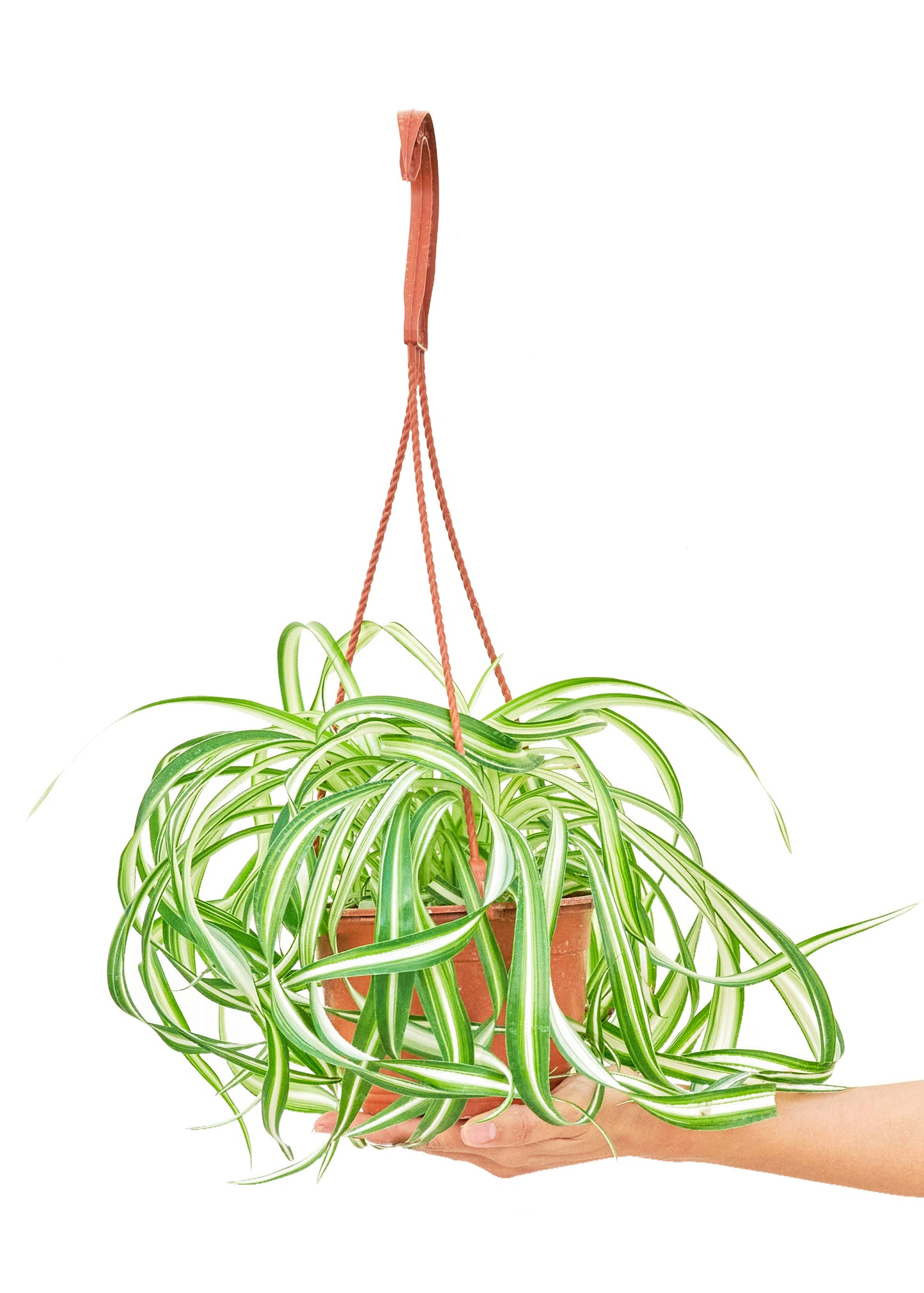 Spider Plant 'Bonnie', Medium 6" Pot