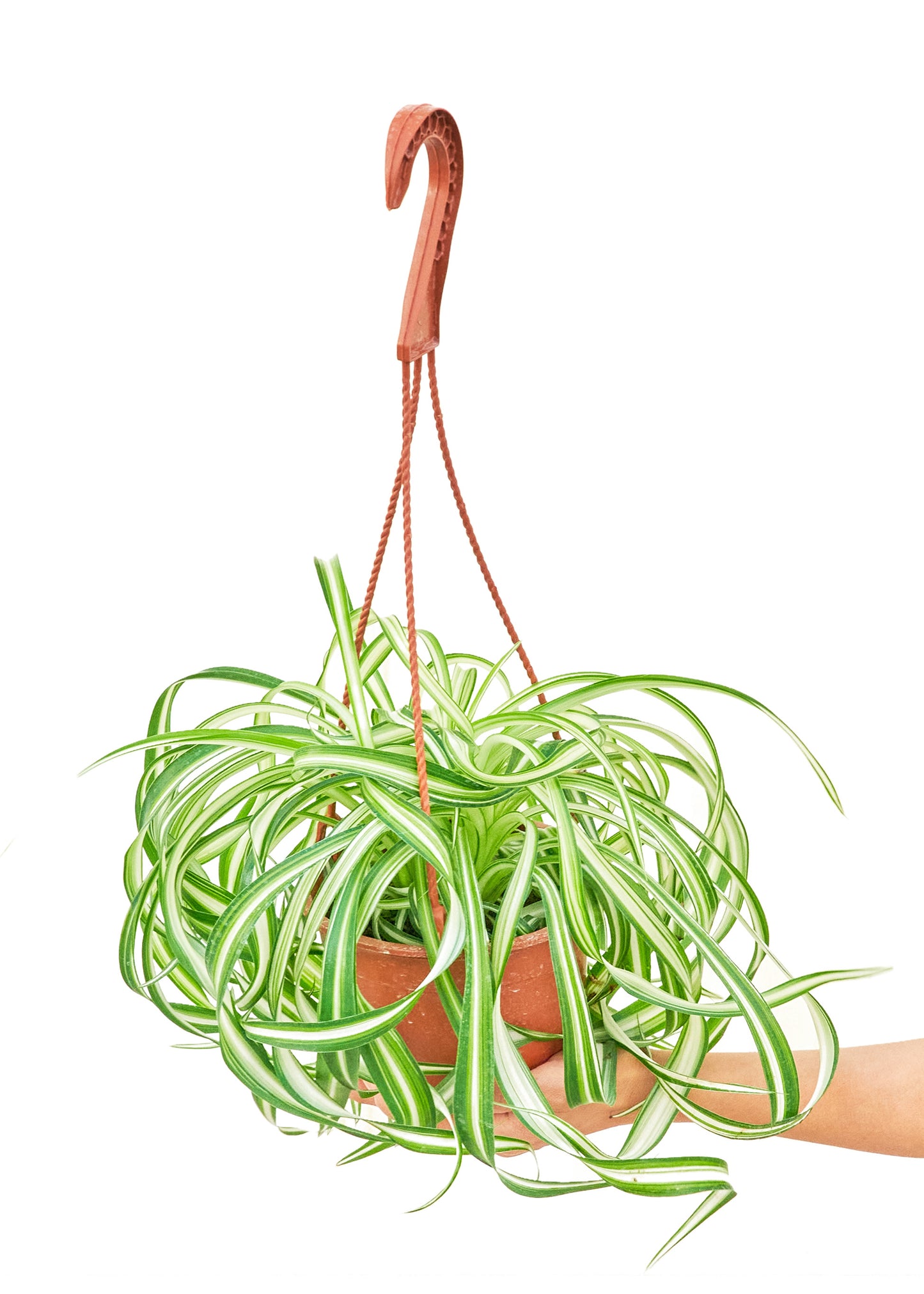 Spider Plant 'Bonnie', Medium 6" Pot