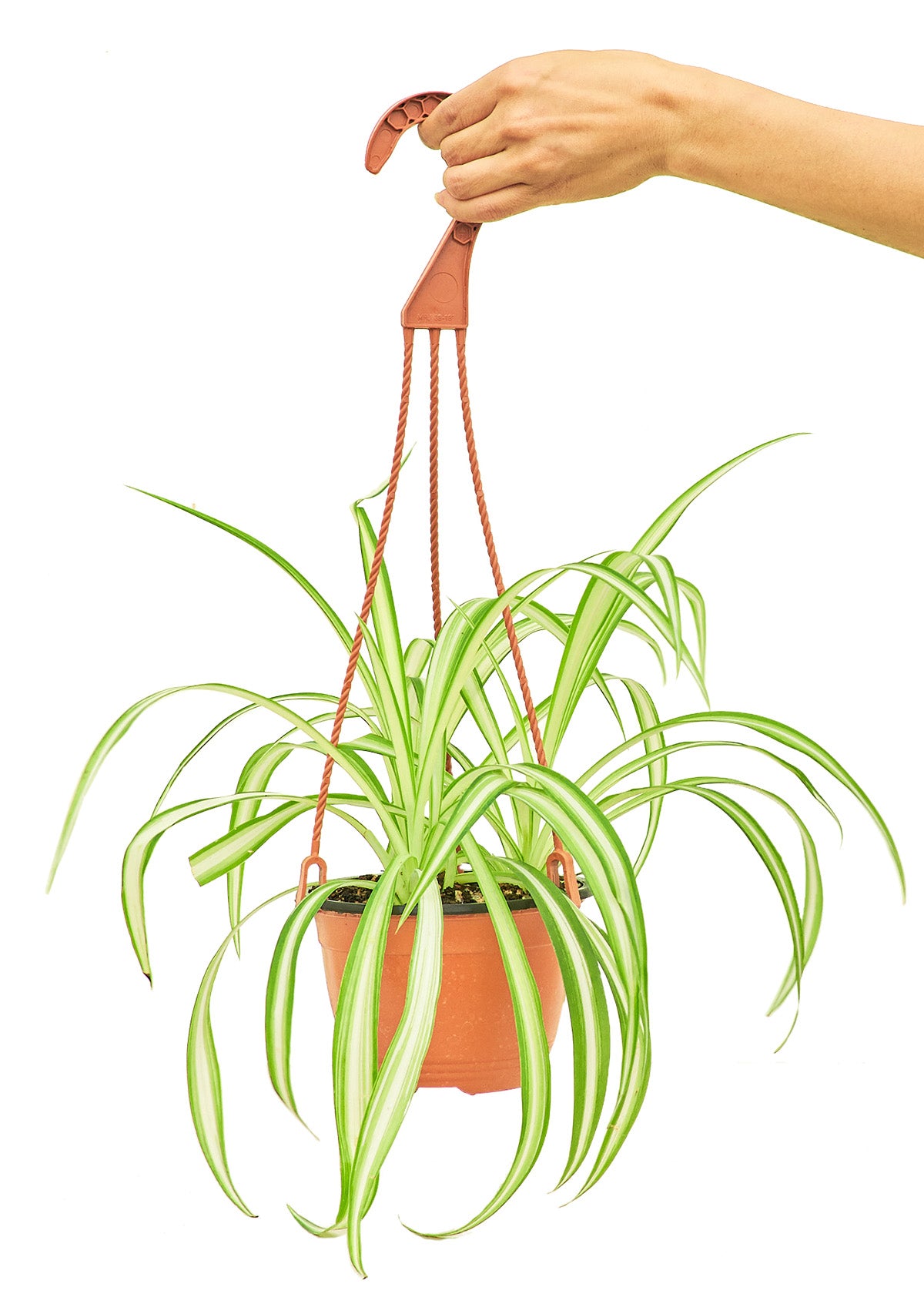 Spider Plant, Medium 6" Pot