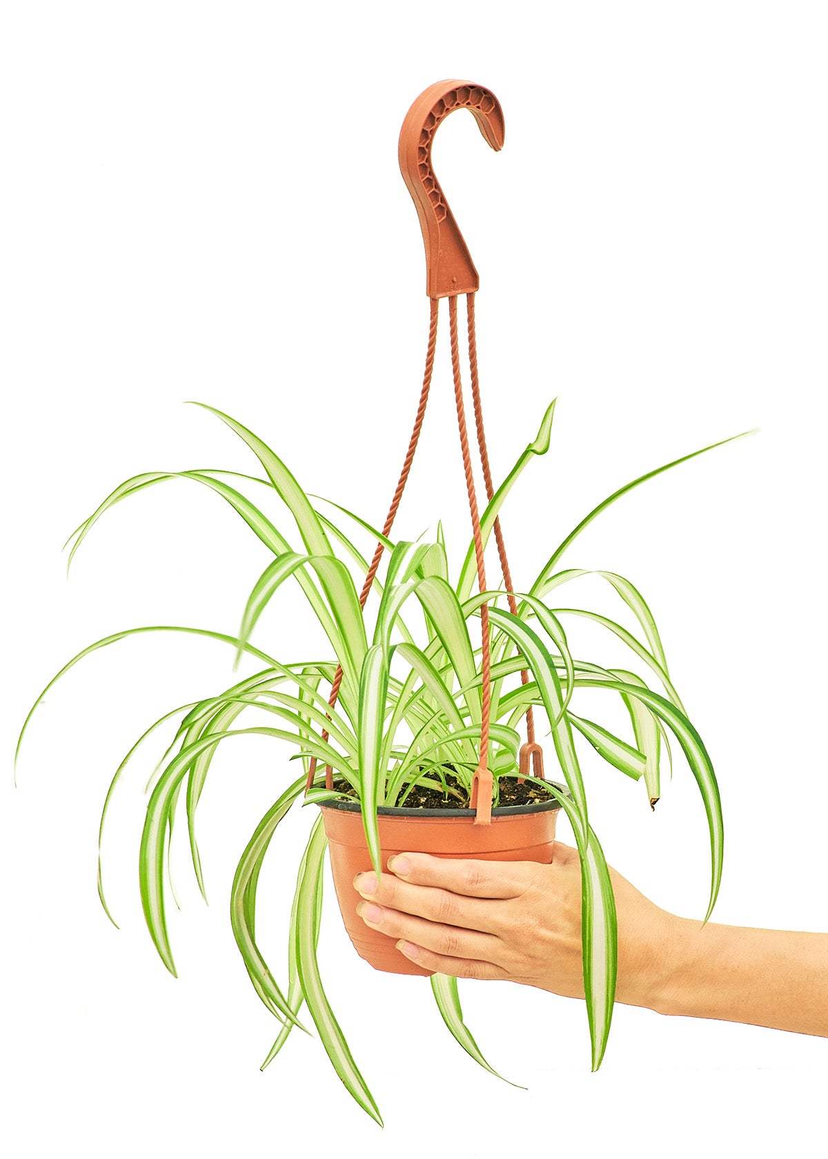 Spider Plant, Medium 6" Pot