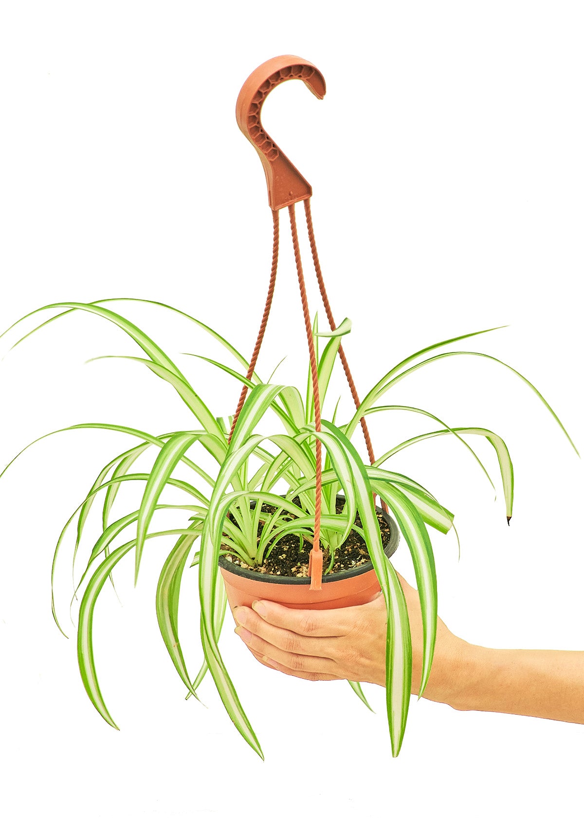 Spider Plant, Medium 6" Pot