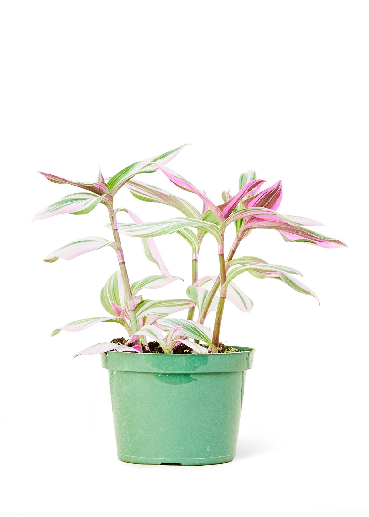 Tradescantia 'Nanouk', Medium 6" Pot