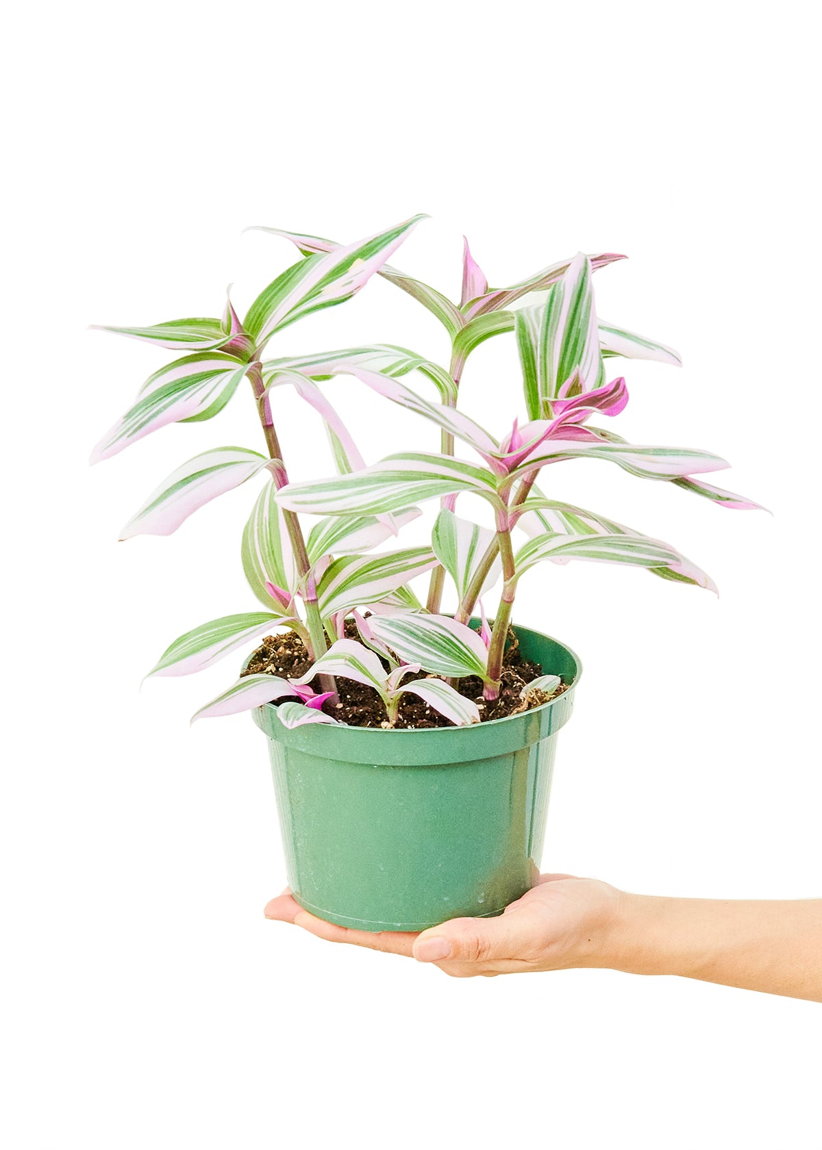 Tradescantia 'Nanouk', Medium 6" Pot