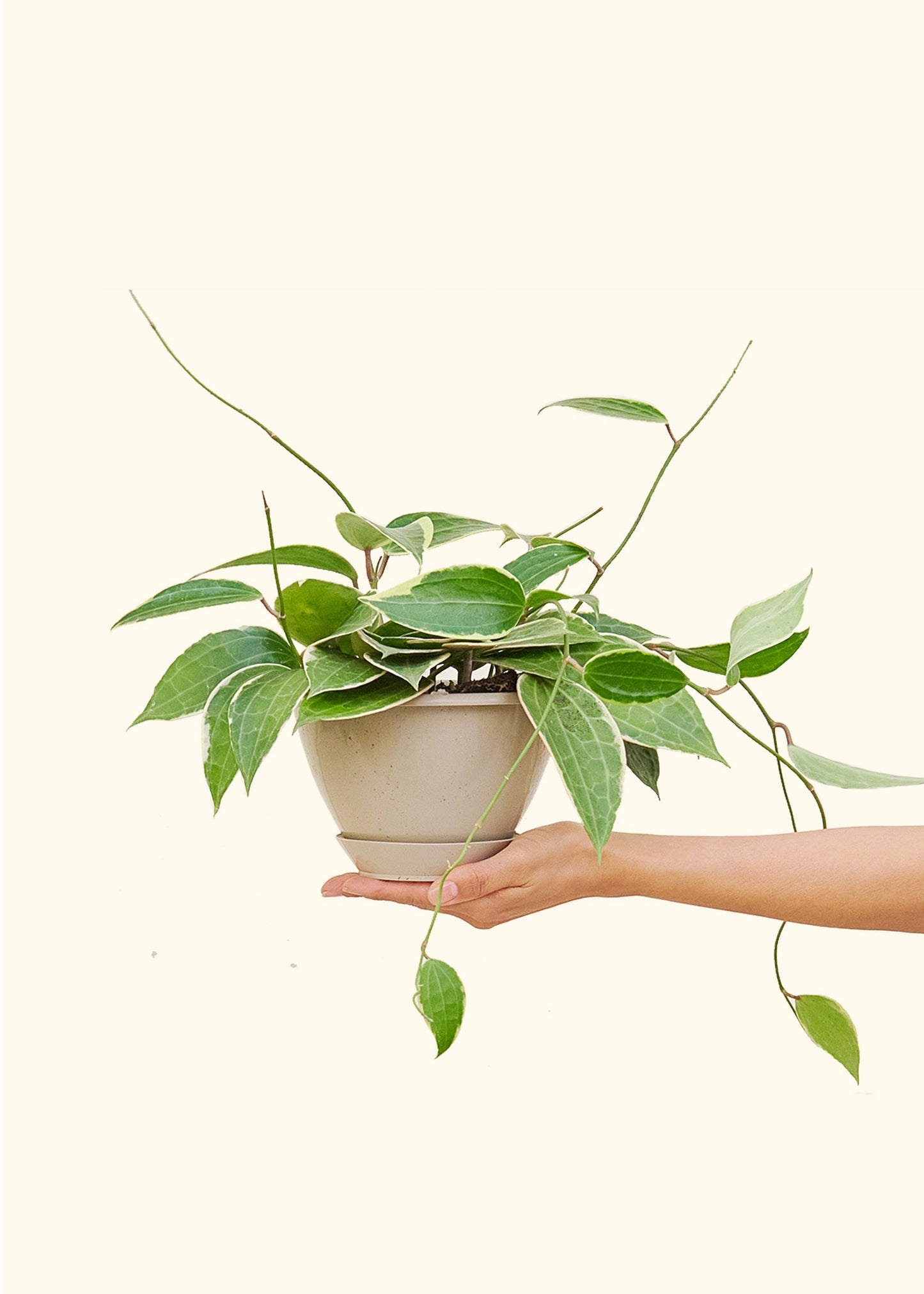 Hoya 'Macrophylla', Hanging 8" Pot