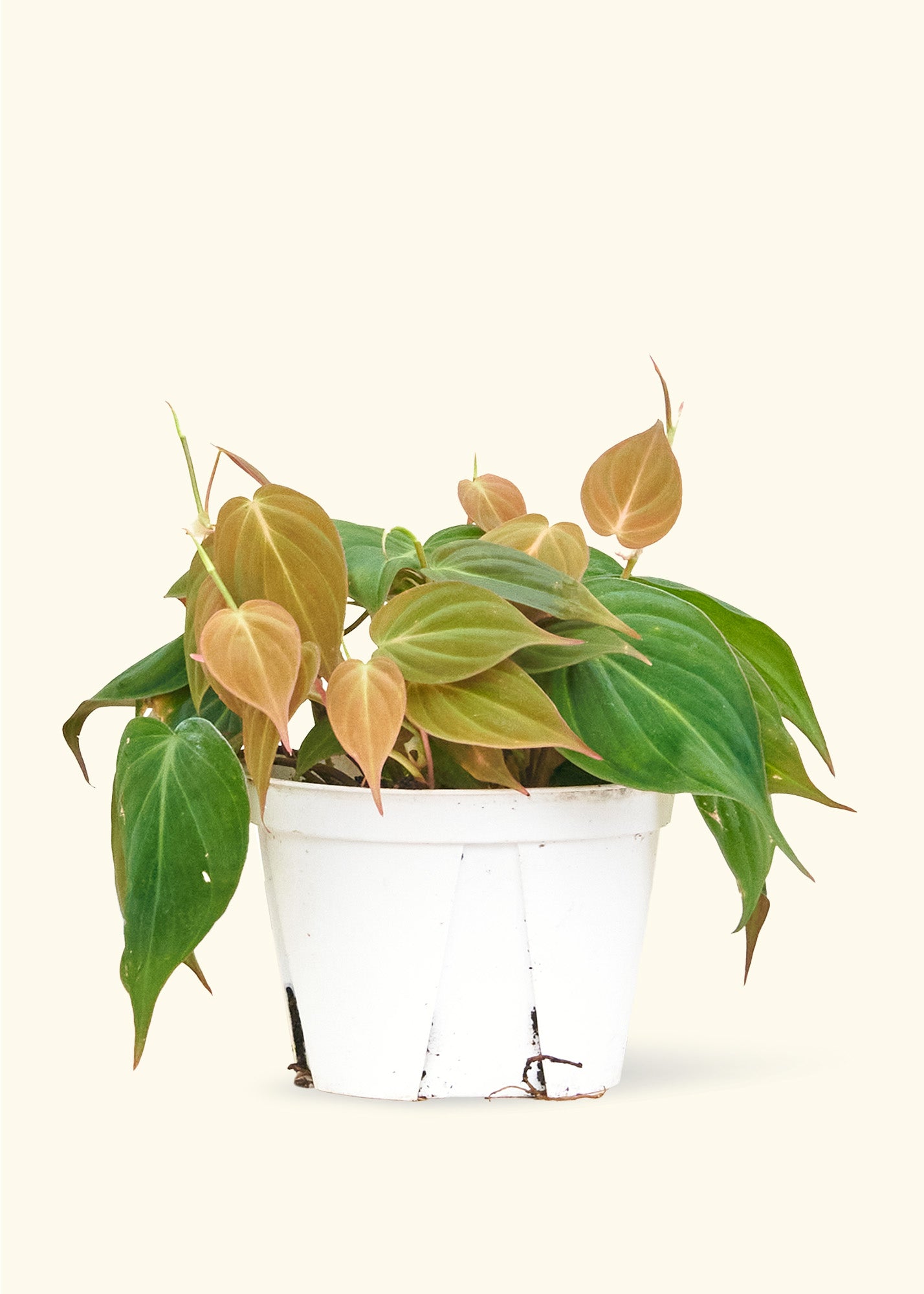 Velvet Leaf Philodendron, Medium 6" Pot