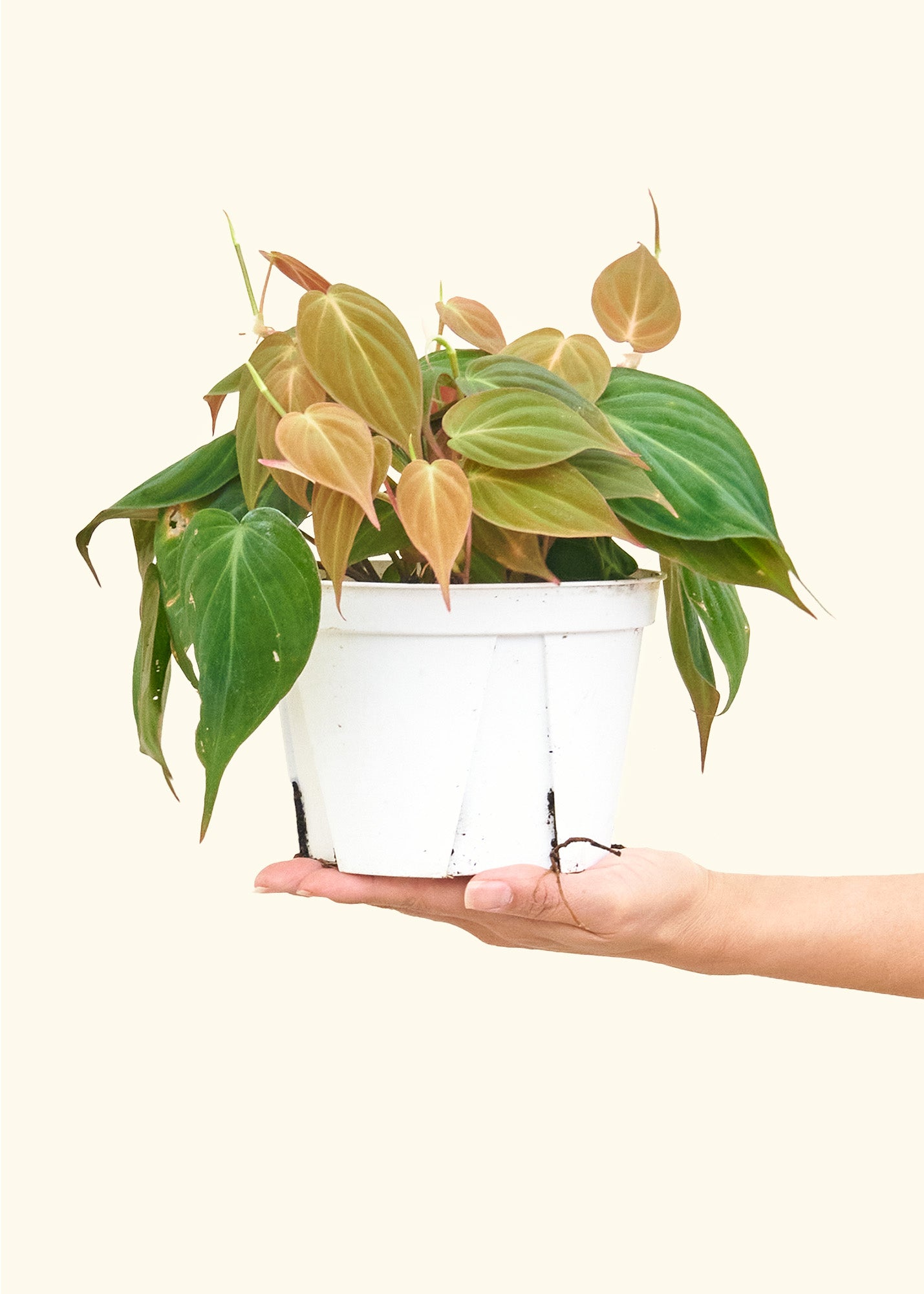 Velvet Leaf Philodendron, Medium 6" Pot