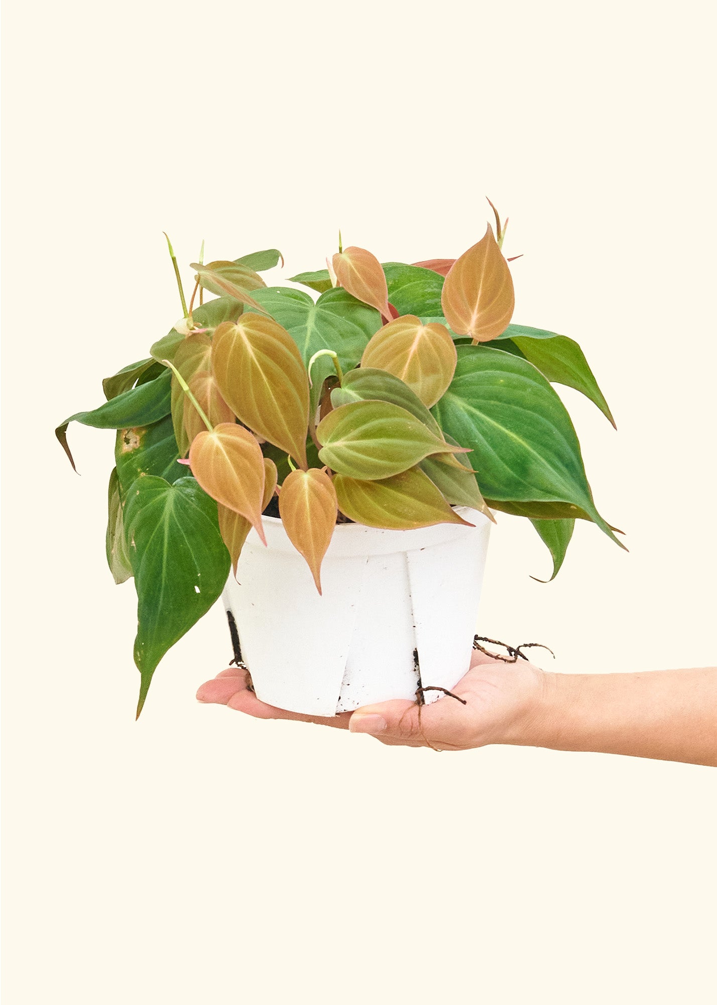 Velvet Leaf Philodendron, Medium 6" Pot