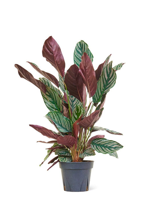 Calathea 'Pinstripe', Large 8" Pot