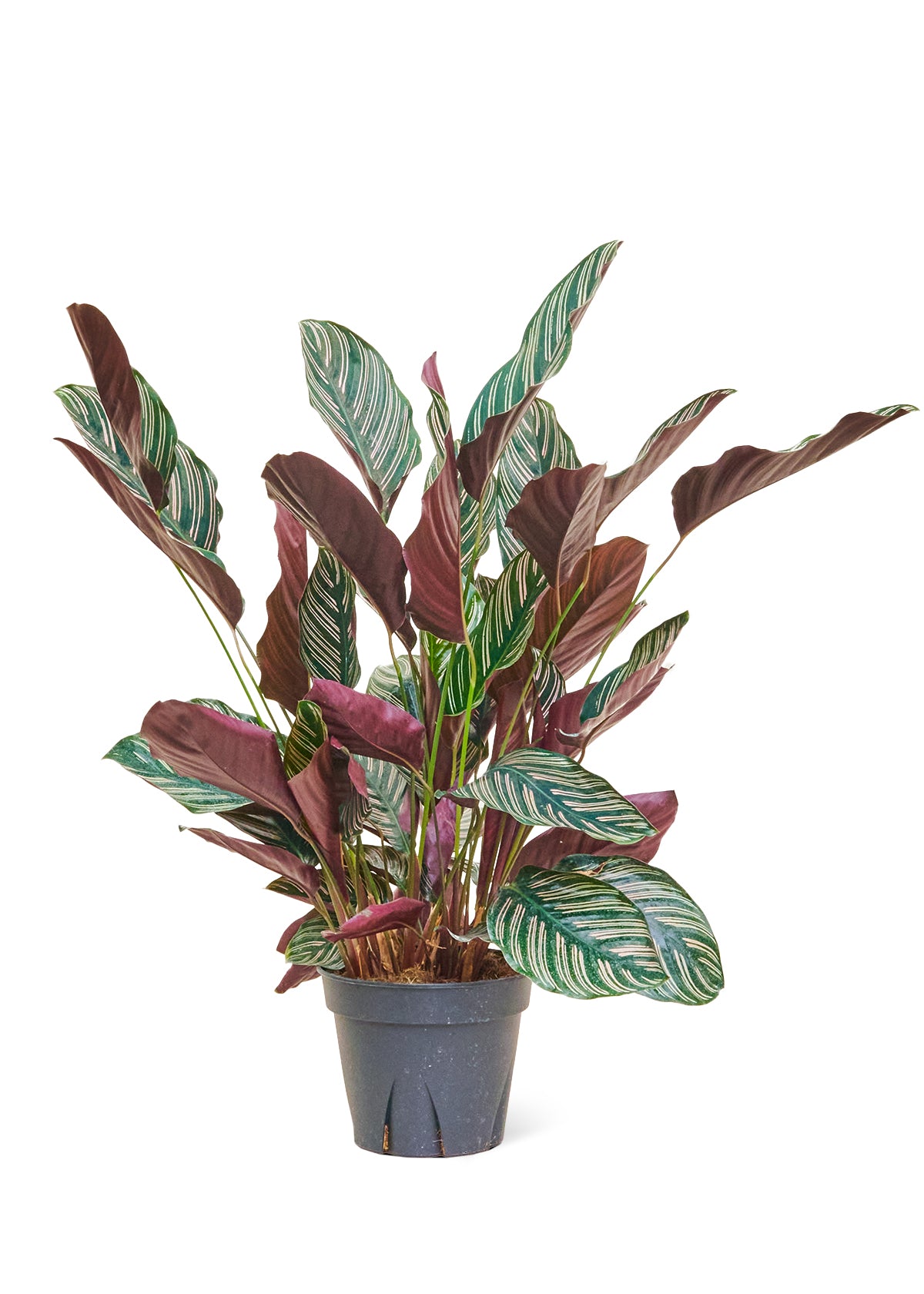 Calathea 'Pinstripe', Large 8" Pot