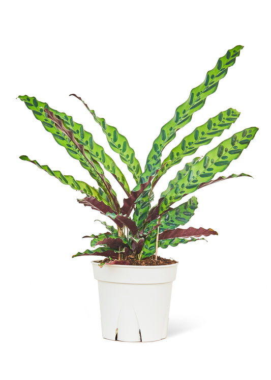 Calathea 'Rattlesnake', Large 8" Pot