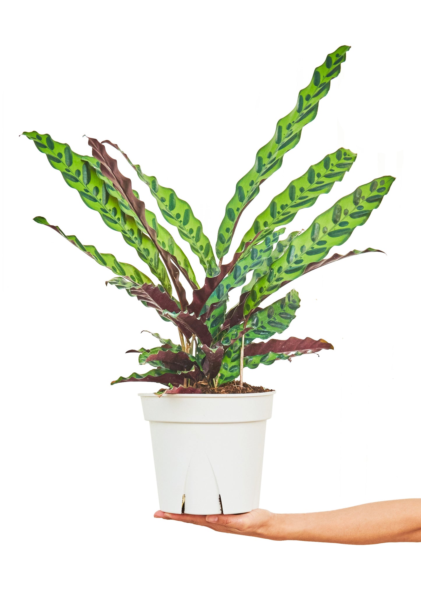 Calathea 'Rattlesnake', Large 8" Pot