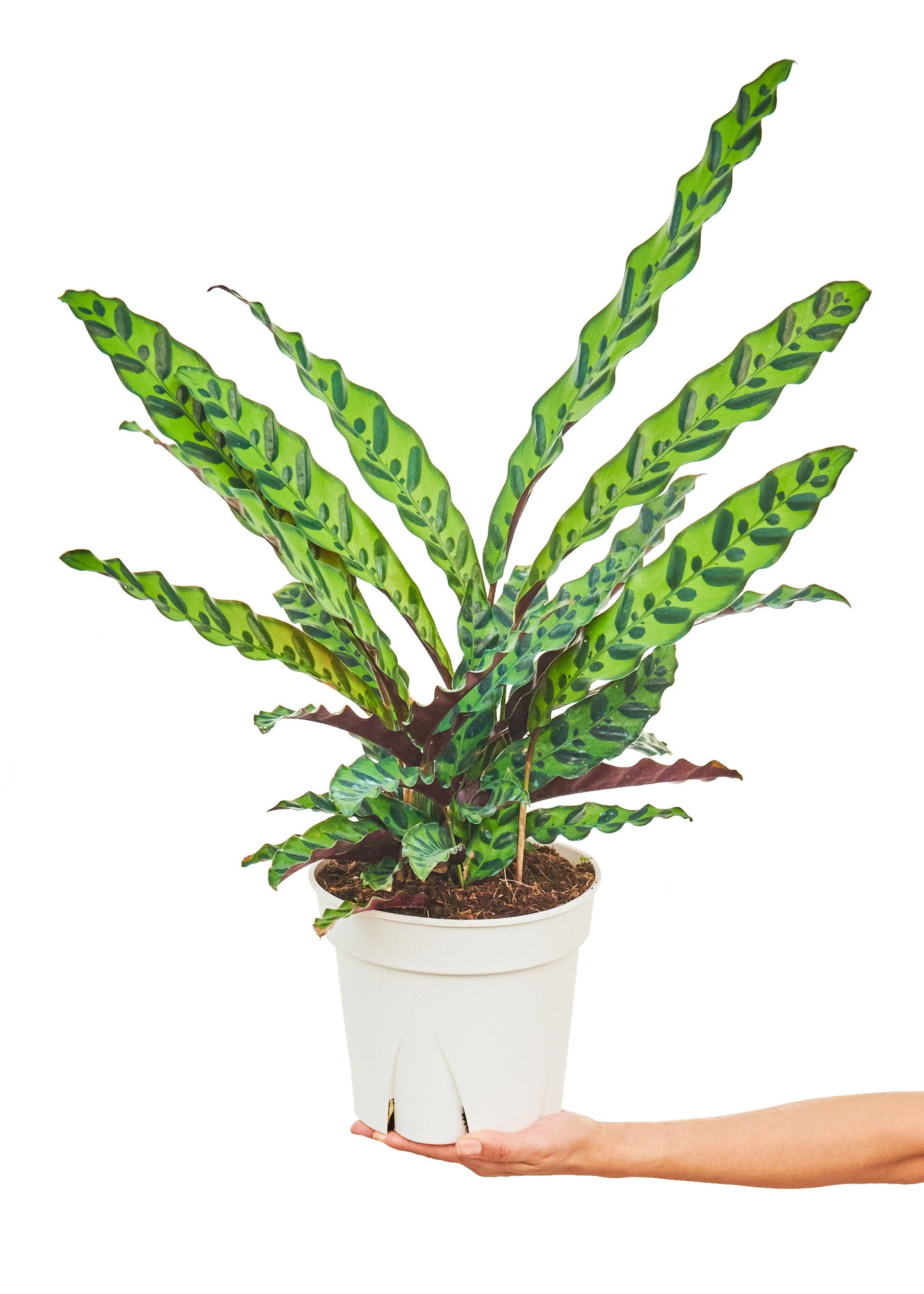 Calathea 'Rattlesnake', Large 8" Pot