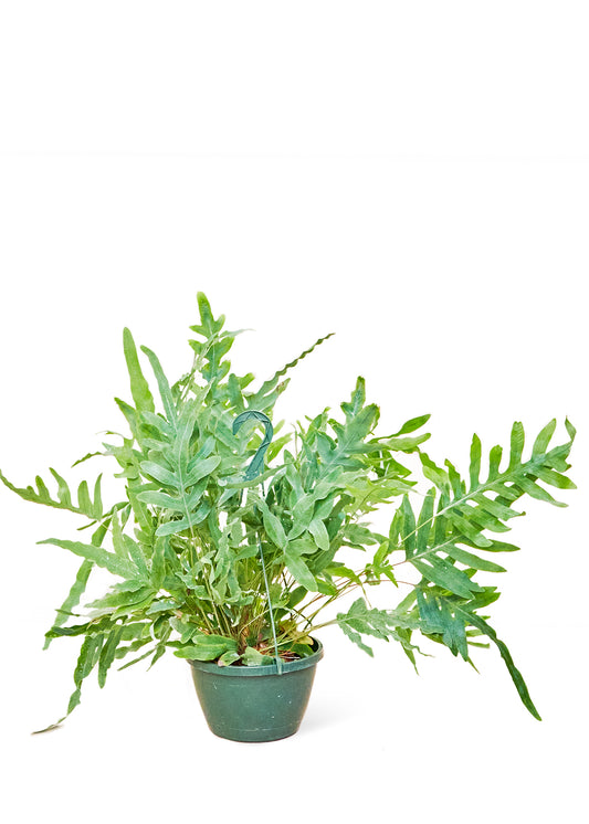 Blue Star Fern, Large 8" Pot