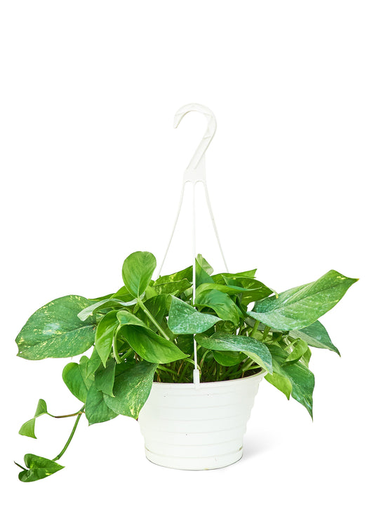 Golden Pothos, Large 8" Pot