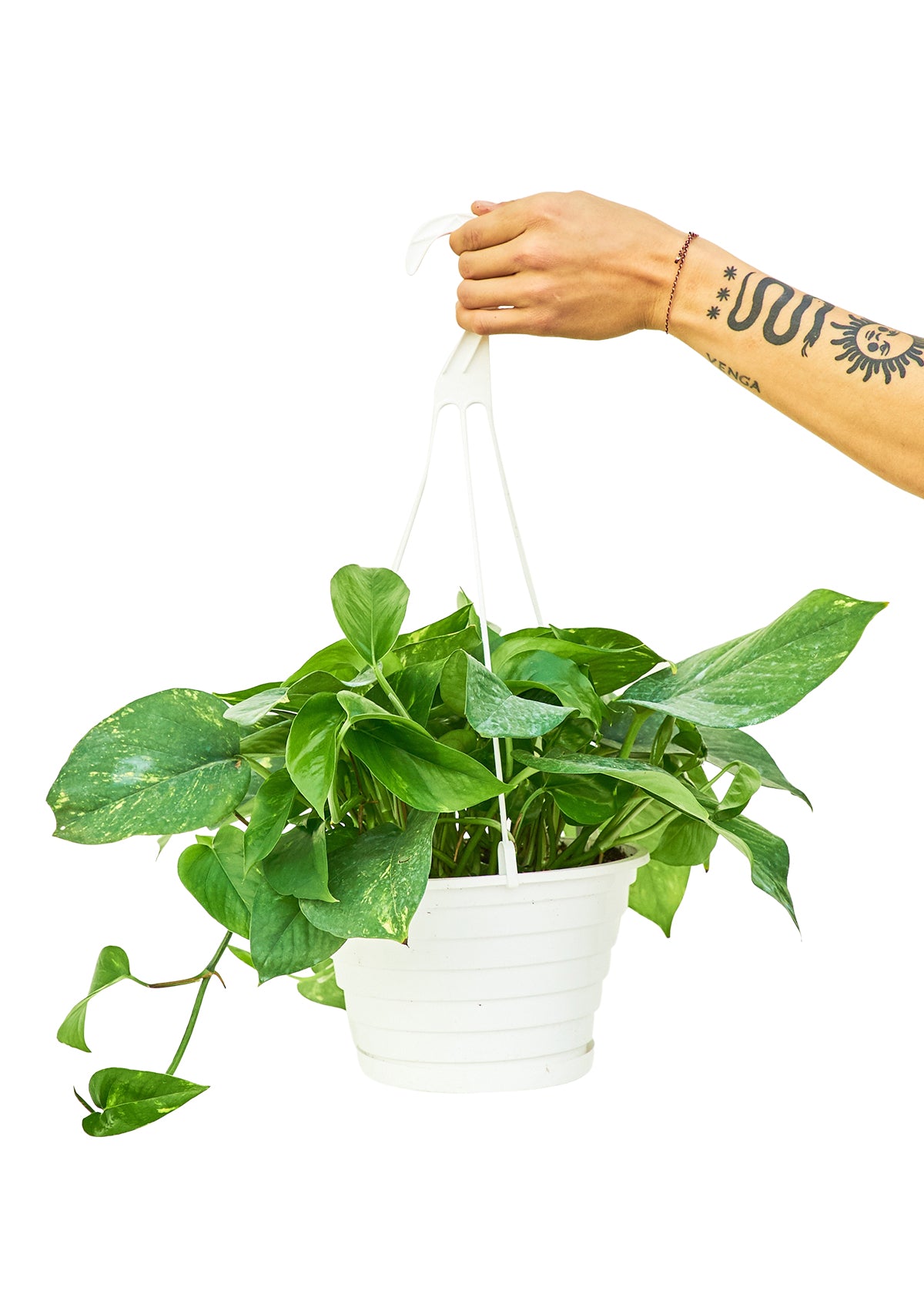 Golden Pothos, Large 8" Pot