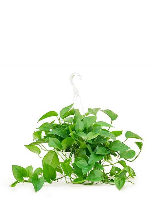 Pothos 'Jade', Large 8" Pot