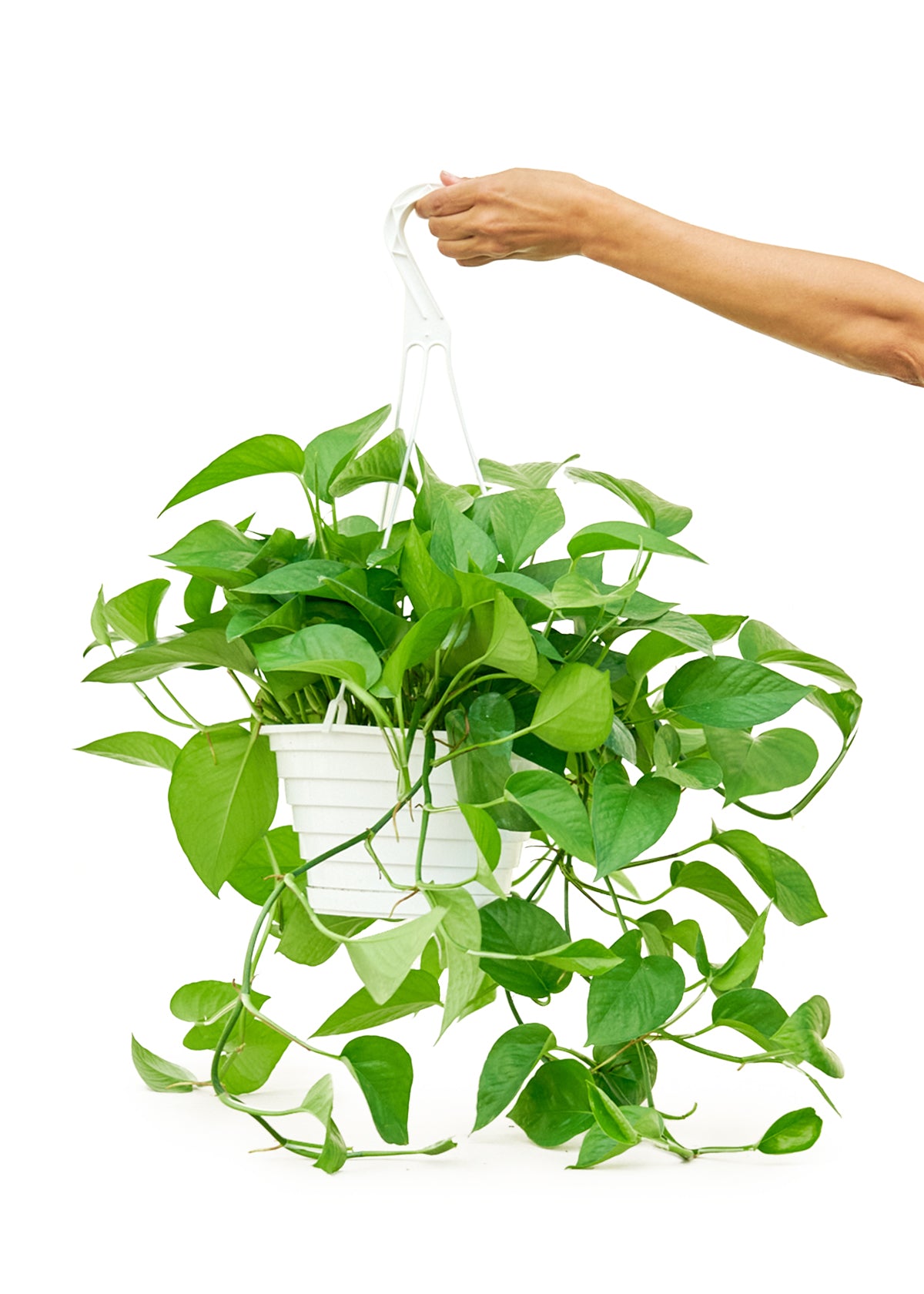 Pothos 'Jade', Large 8" Pot