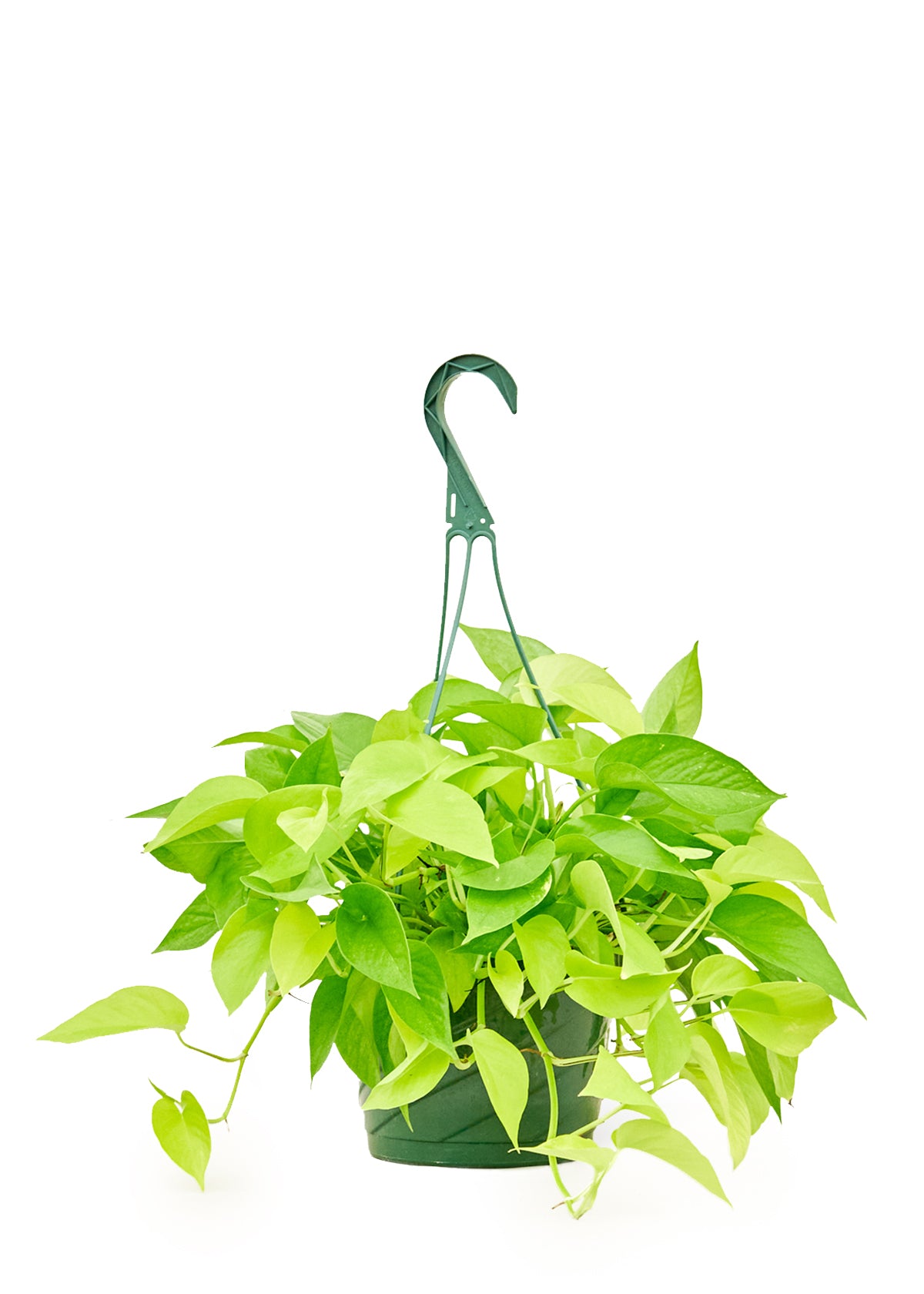 Neon Pothos, Large Hanging 8" Pot