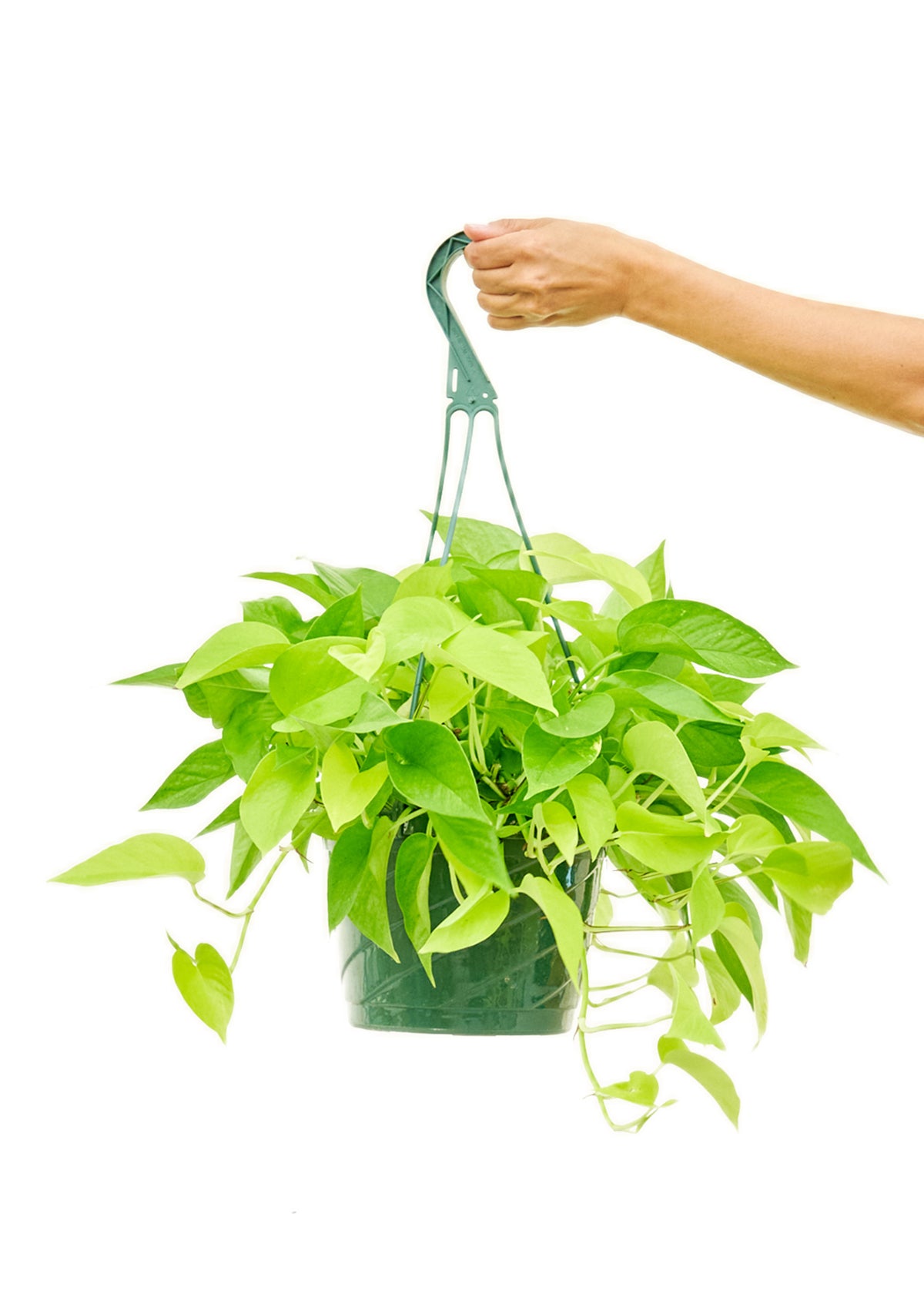 Neon Pothos, Large Hanging 8" Pot