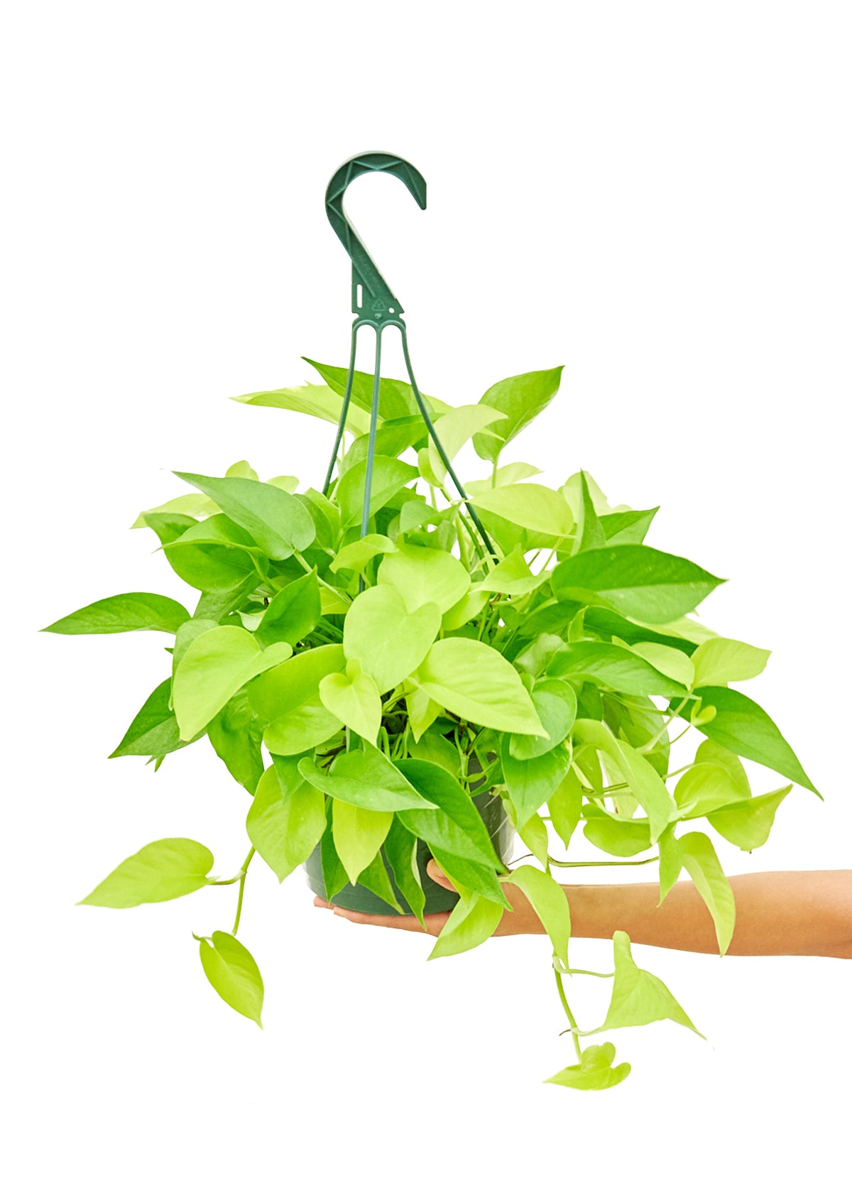 Neon Pothos, Large Hanging 8" Pot