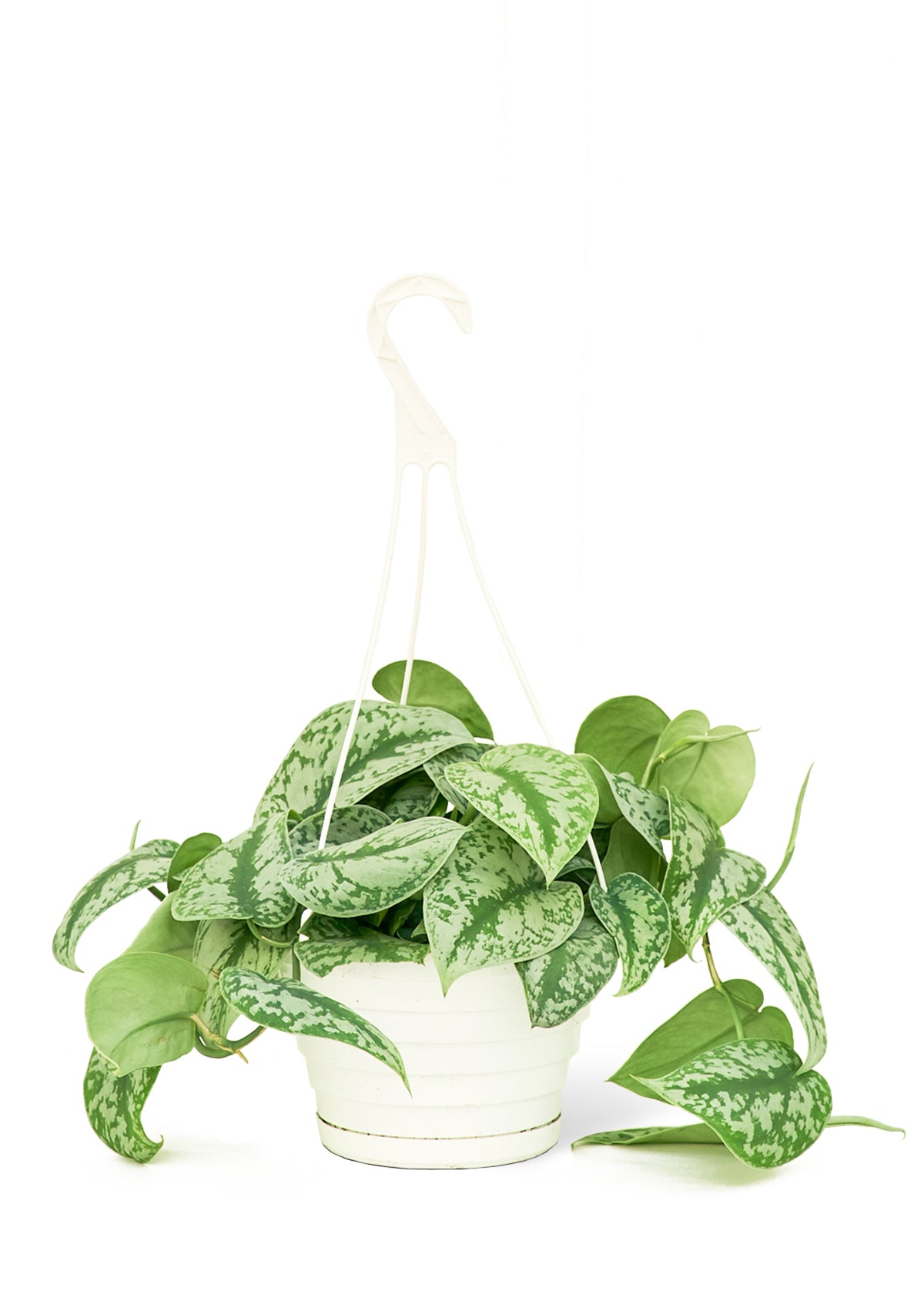 Silver Pothos 'Exotica', Large 8" Pot