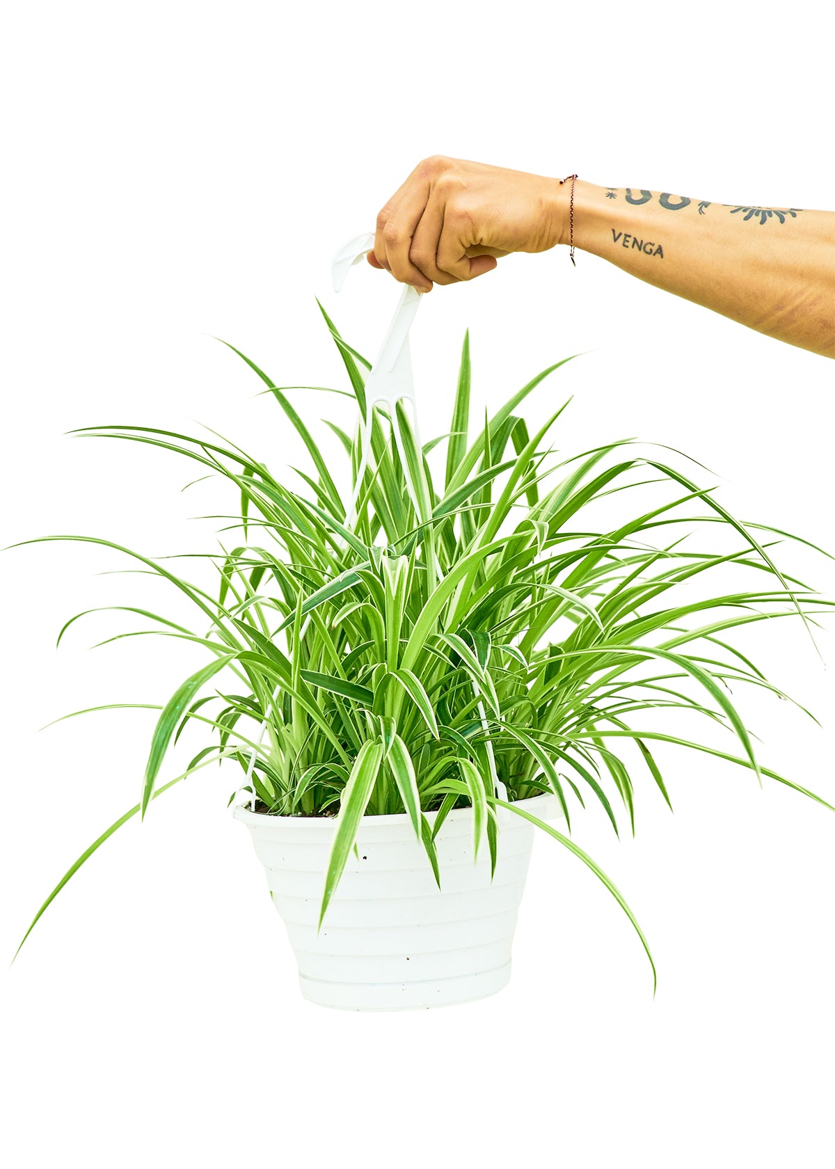 Spider Plant 'Reverse', Large 8" Pot