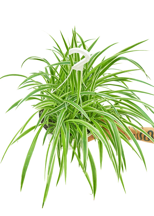 Spider Plant 'Reverse', Large 8" Pot