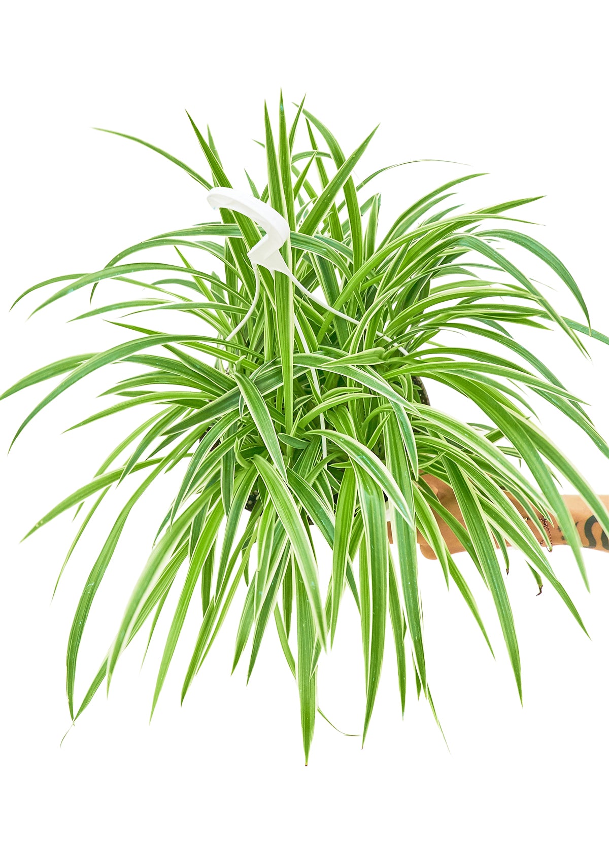 Spider Plant 'Reverse', Large 8" Pot