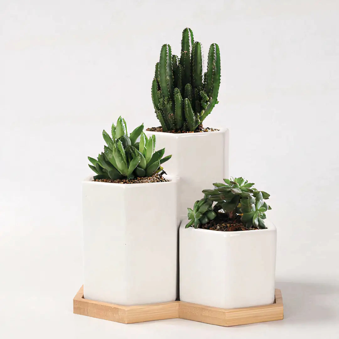 Jasmine Ceramic Planter