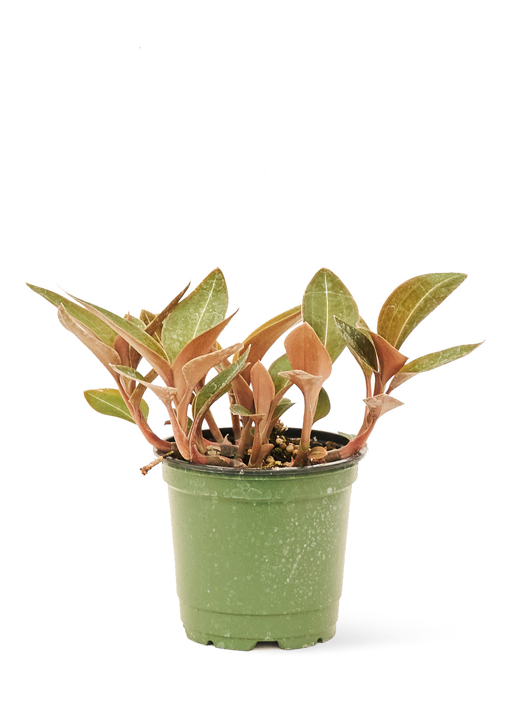 Jewel Orchid 'Discolor', Small 4" Pot