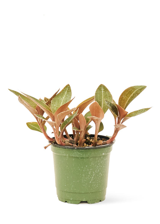 Jewel Orchid 'Discolor', Small 4" Pot