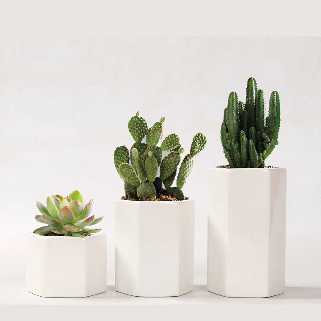 Jasmine Ceramic Planter