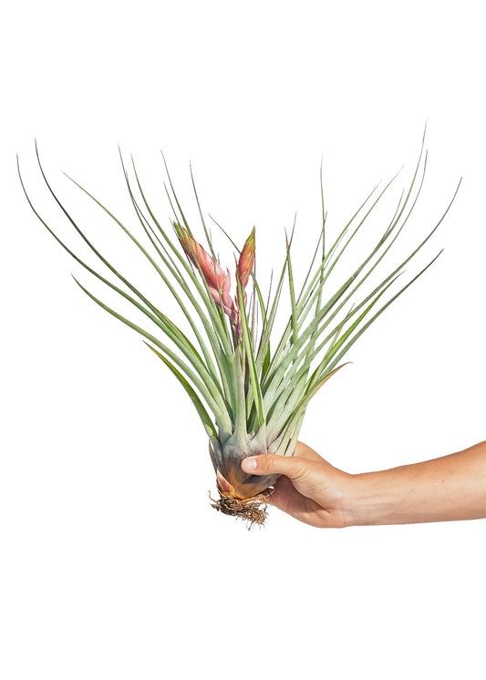 Giant Air Plant aka Tillandsia fasciculata 'Tropiflora'