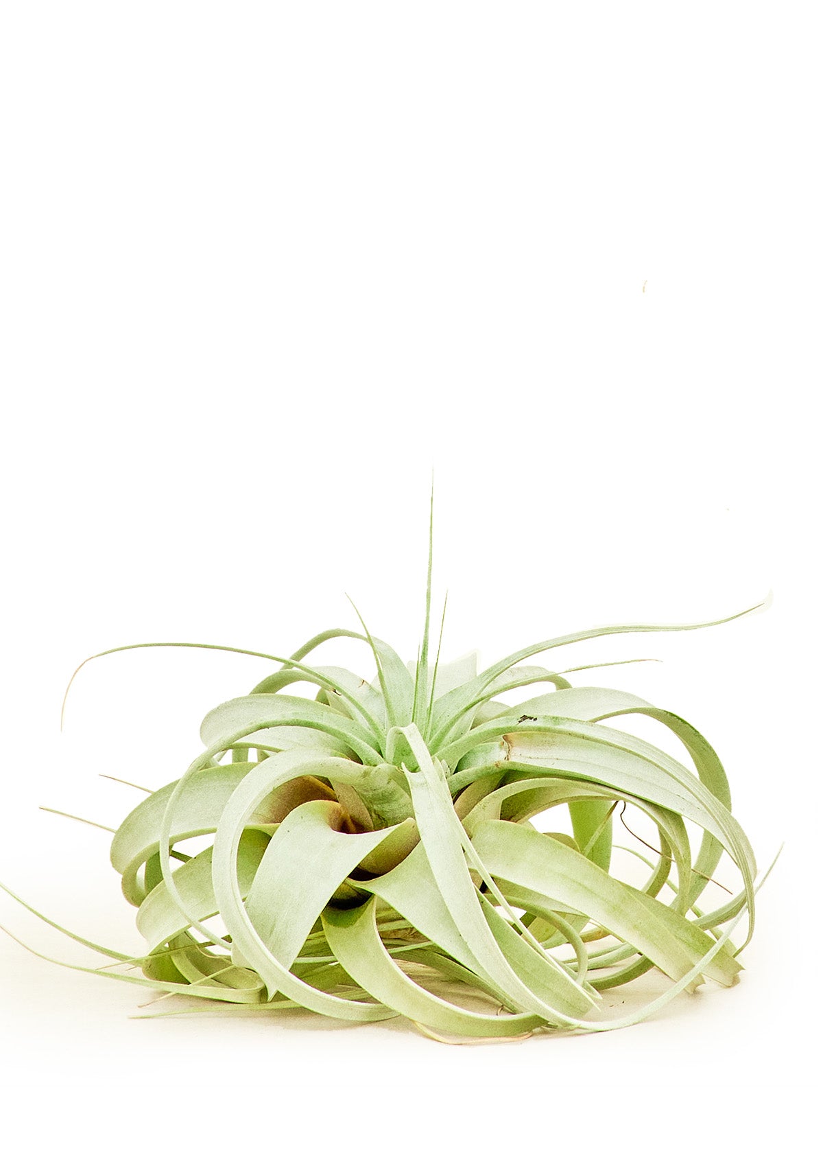 King of Air Plants, Large, Xerographica