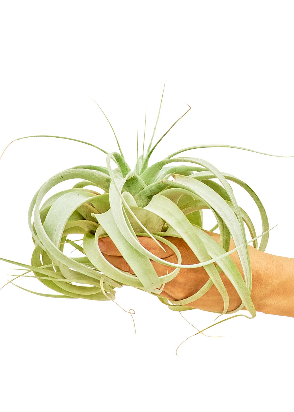 King of Air Plants, Large, Xerographica