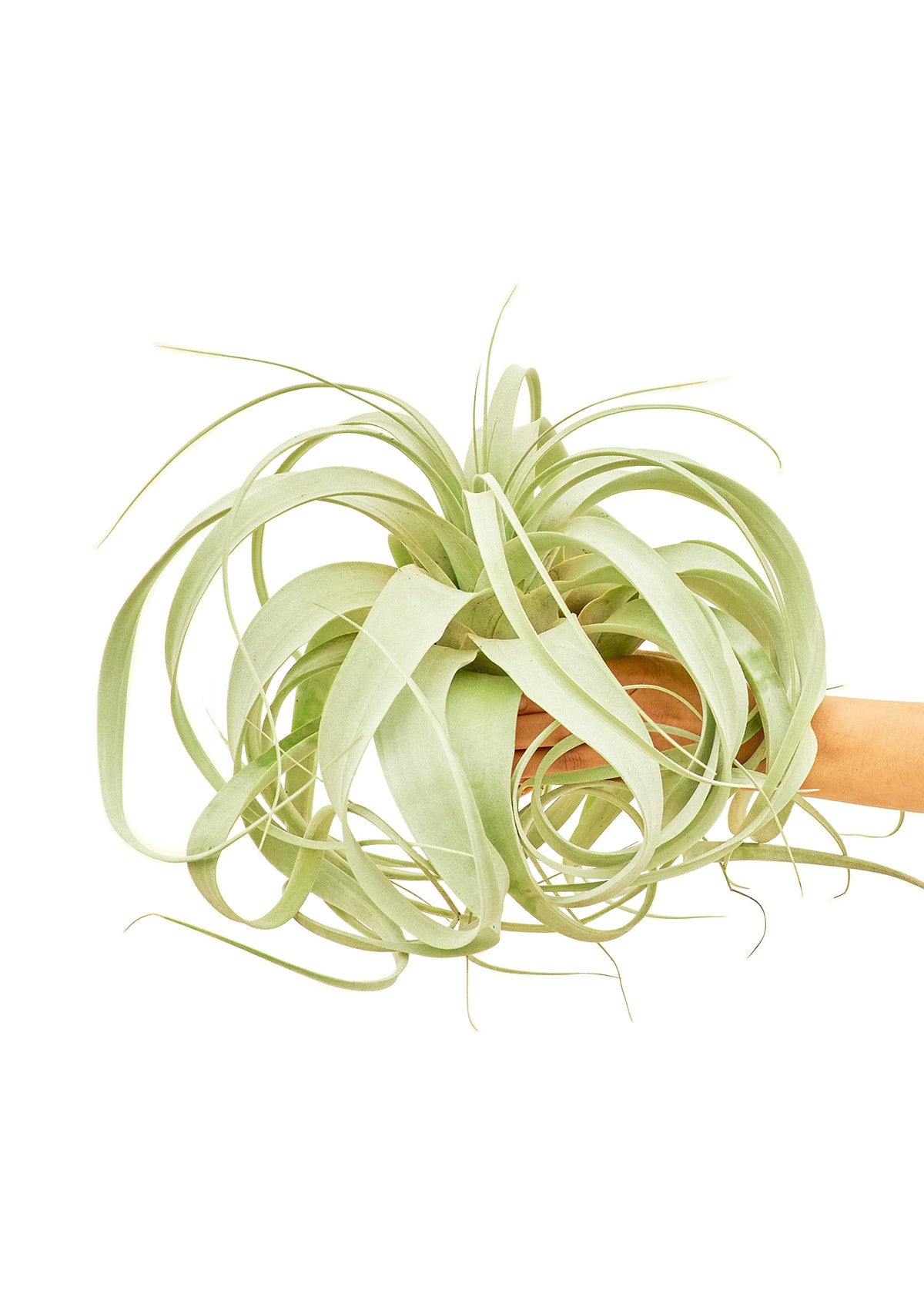 King of Air Plants, Large, Xerographica