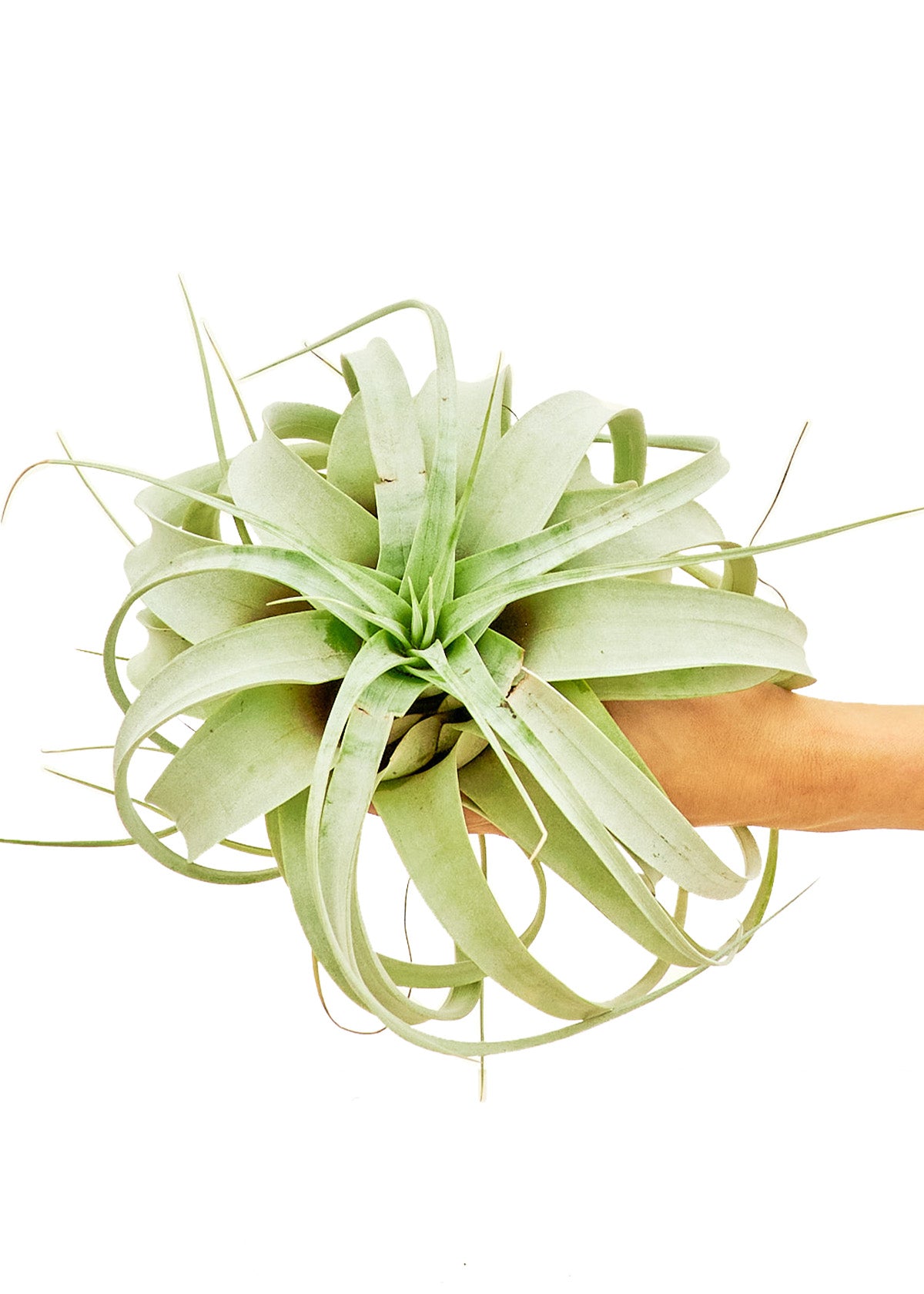 King of Air Plants, Large, Xerographica