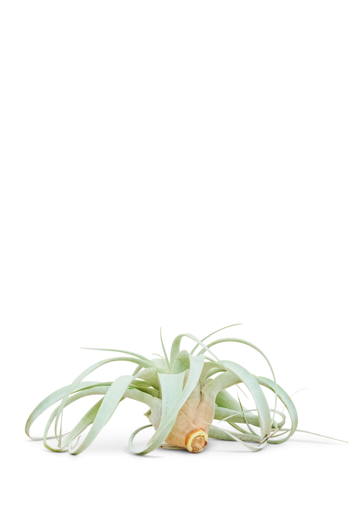 King of Air Plants, Medium, Xerographica