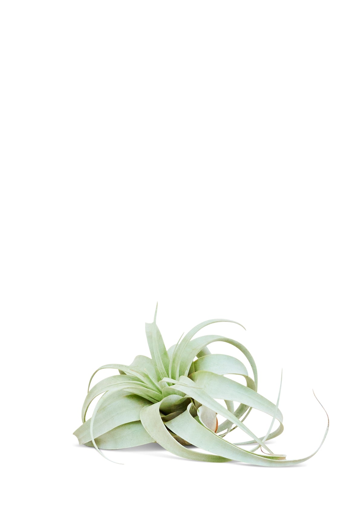 King of Air Plants, Medium, Xerographica